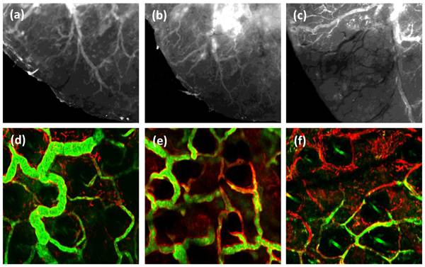 Theranostics Image