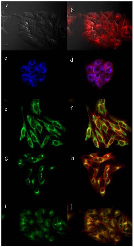 Theranostics Image