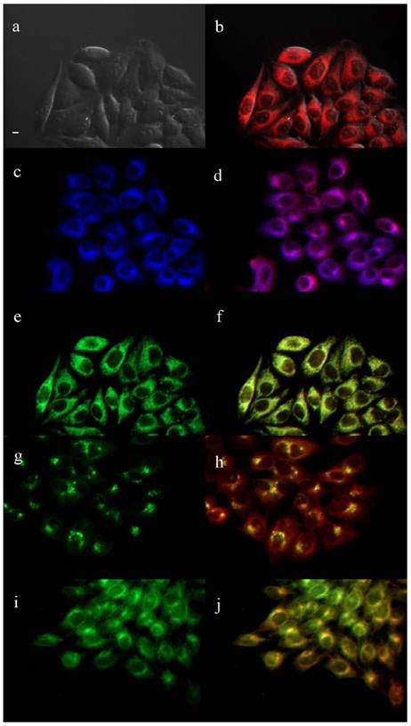 Theranostics Image