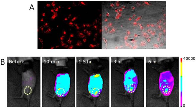 Theranostics Image