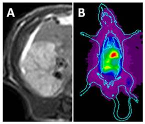 Theranostics Image