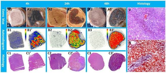 Theranostics Image