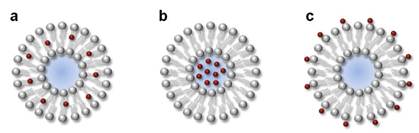 Theranostics Image