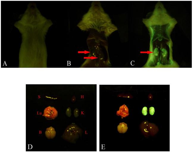 Theranostics Image