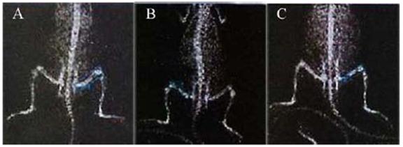 Theranostics Image