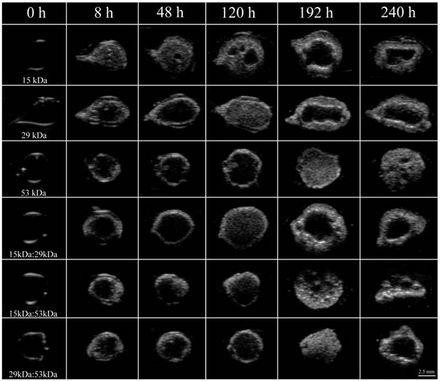 Theranostics Image