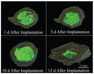 Theranostics Image