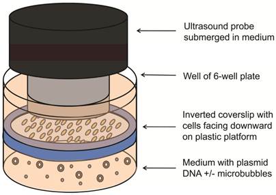 Theranostics Image