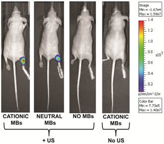 Theranostics Image