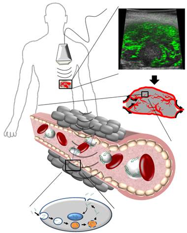 Theranostics Image