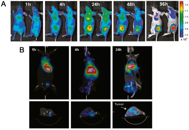 Theranostics Image