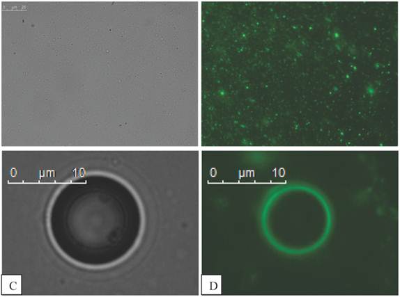 Theranostics Image