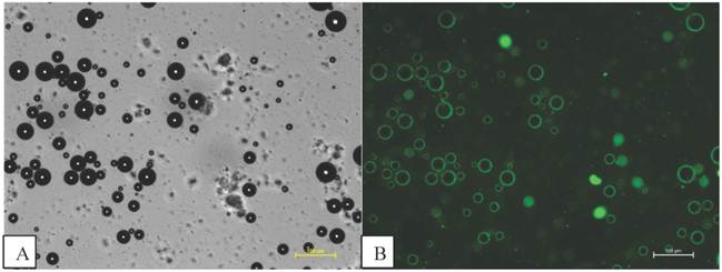 Theranostics Image