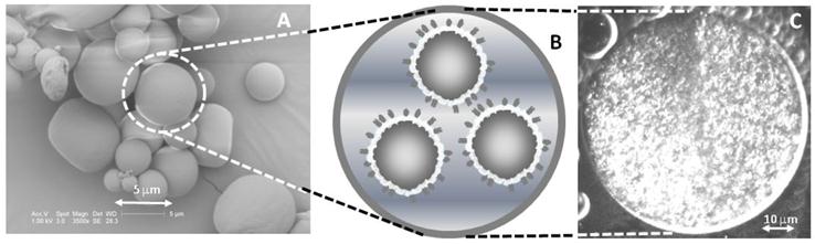 Theranostics Image