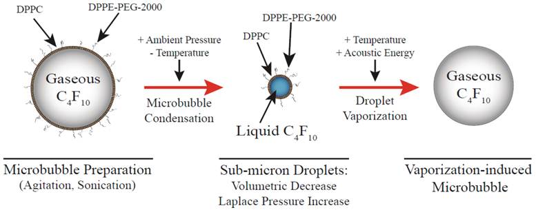 Theranostics Image