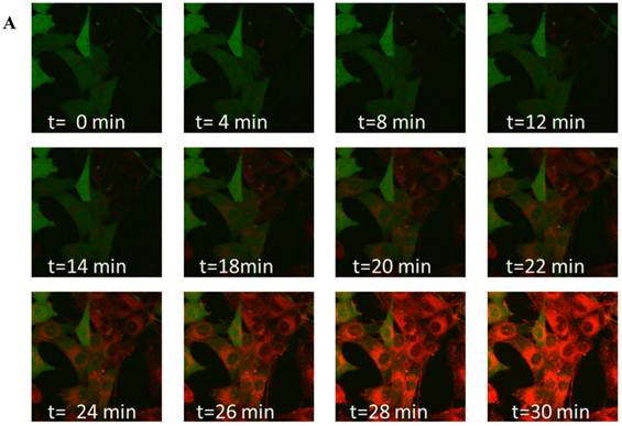 Theranostics Image