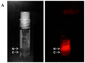 Theranostics Image