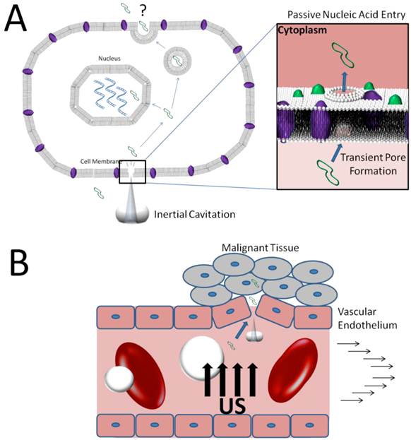 Theranostics Image