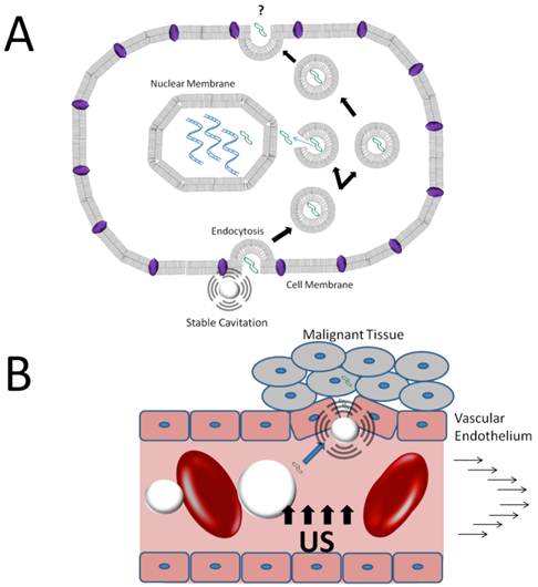 Theranostics Image