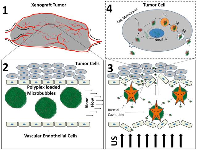 Theranostics Image