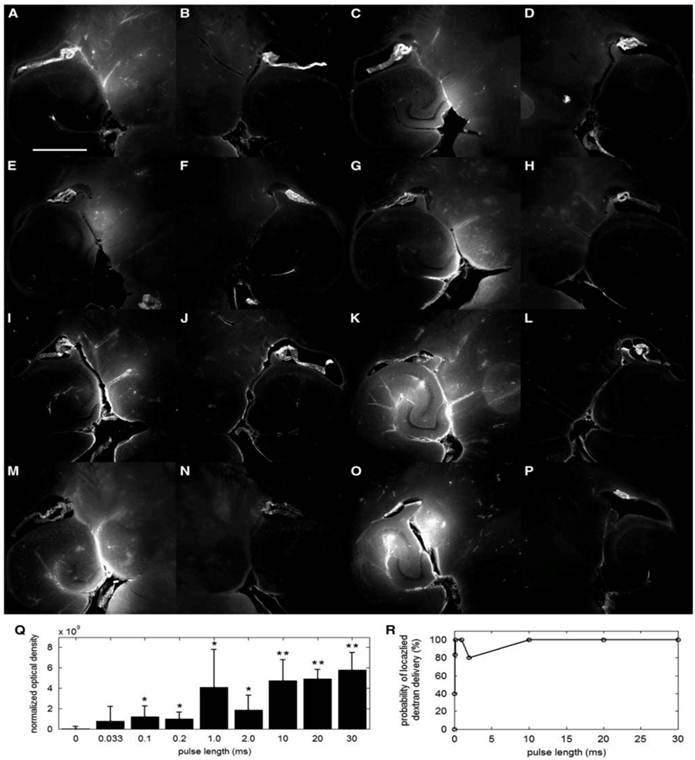 Theranostics Image