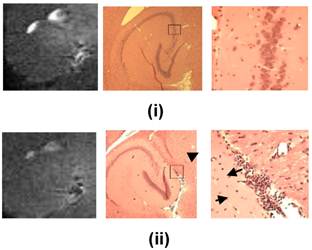 Theranostics Image