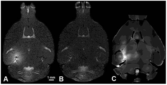 Theranostics Image