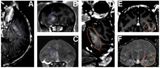 Theranostics Image