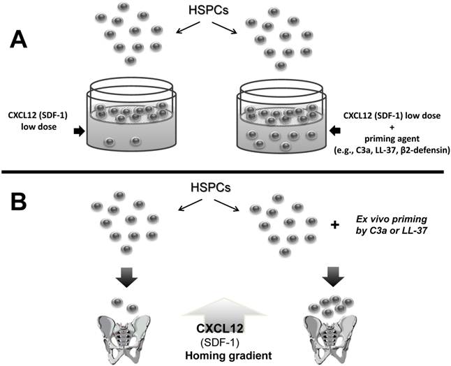 Theranostics Image