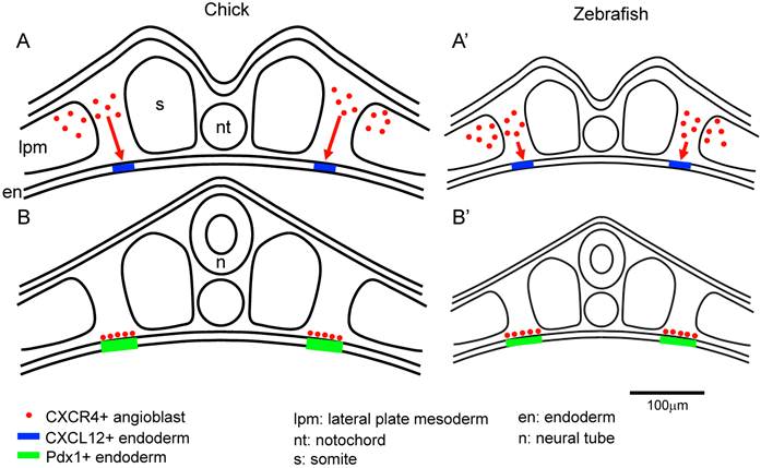 Theranostics Image