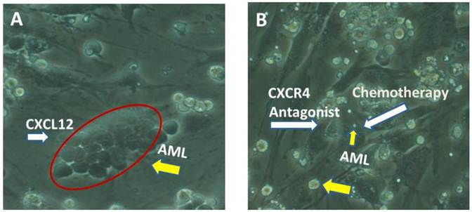 Theranostics Image