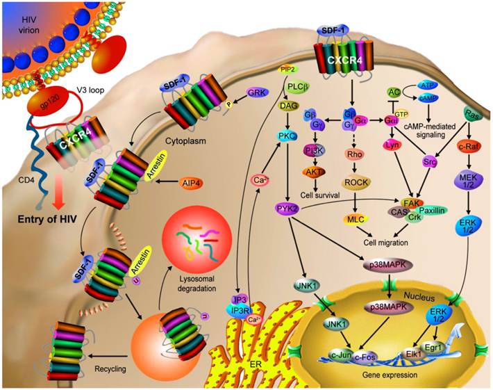 Theranostics Image