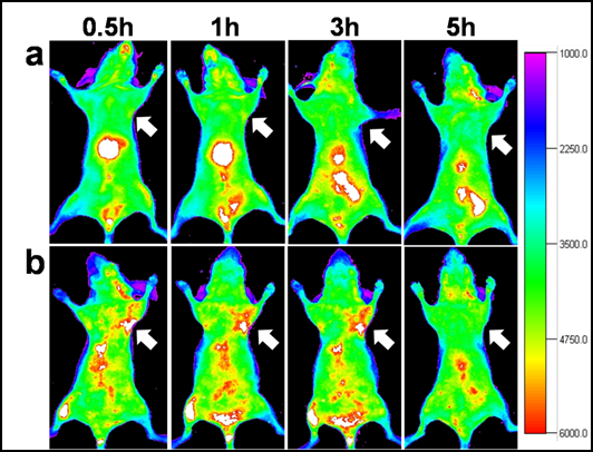 Theranostics Image