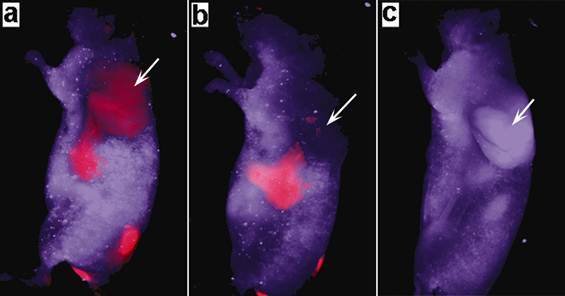 Theranostics Image