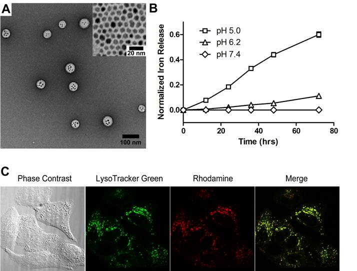 Theranostics Image