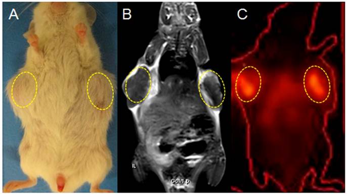 Theranostics Image