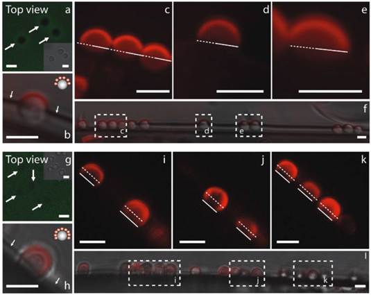 Theranostics Image