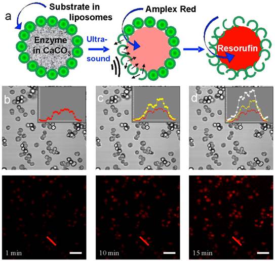 Theranostics Image