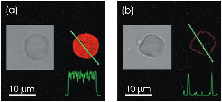 Theranostics Image