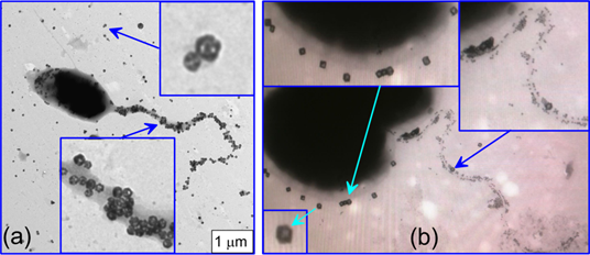 Theranostics Image