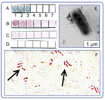 Theranostics Image