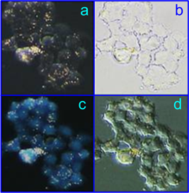 Theranostics Image