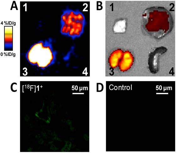 Theranostics Image