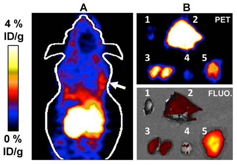 Theranostics Image