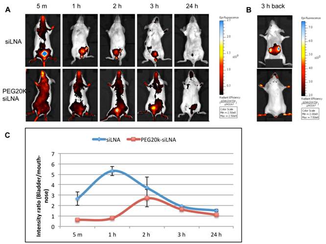 Theranostics Image