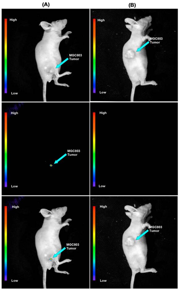 Theranostics Image