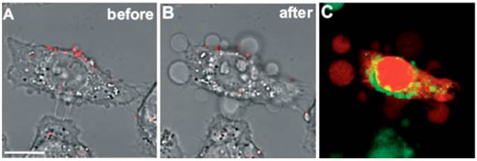 Theranostics Image