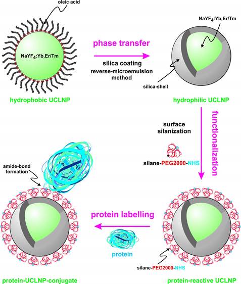 Theranostics Image