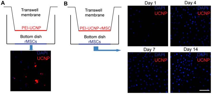 Theranostics Image