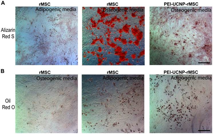 Theranostics Image